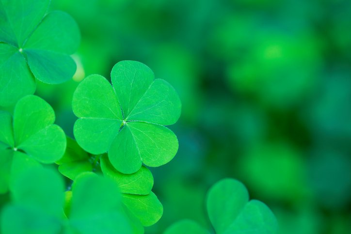 allezapts's tweet photo. We’ve never felt so lucky to have all of you as our residents. Happy St. Patrick’s Day! https://t.co/WX8pGtSJNH