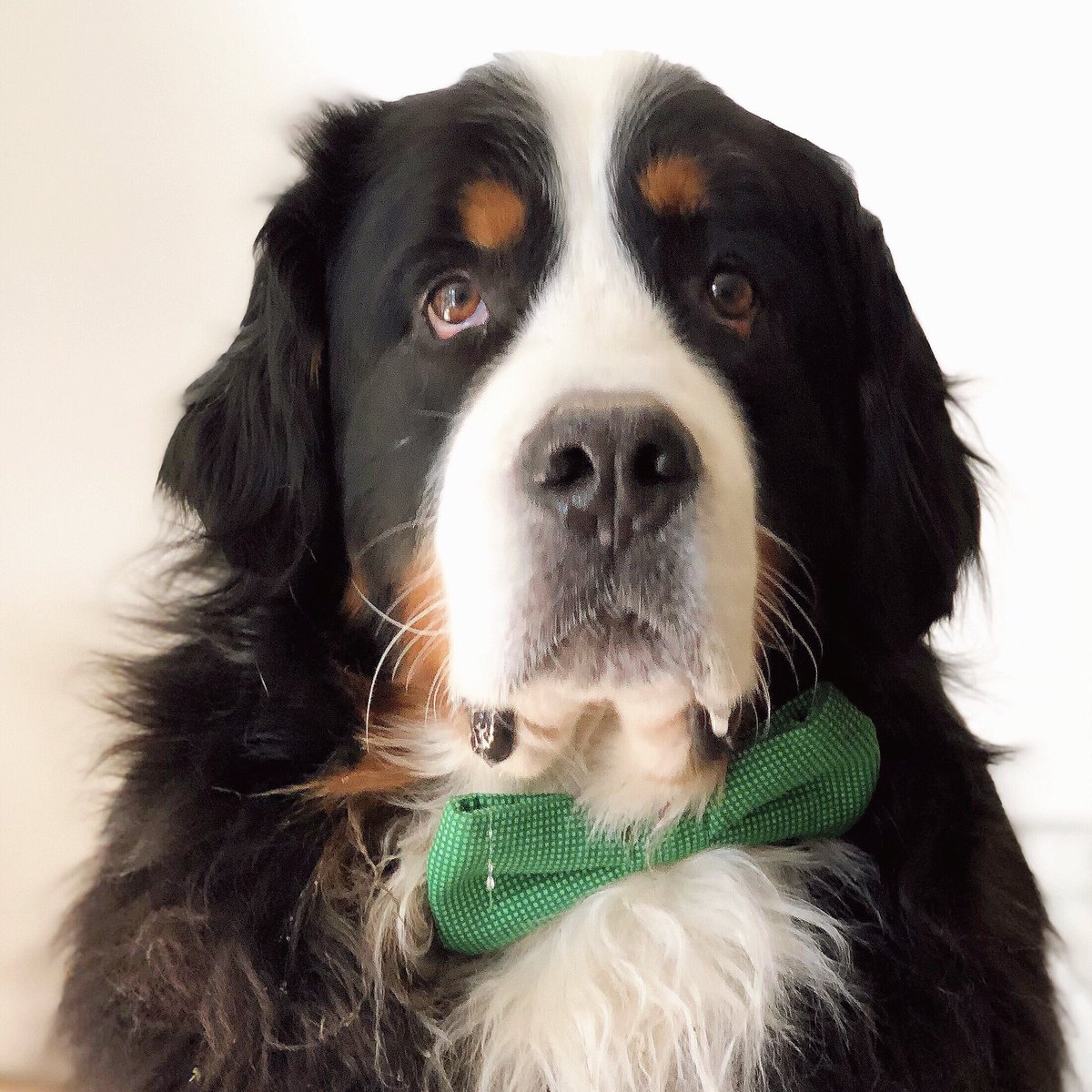 webers_world's tweet photo. Irish ye’d share some of that Guinness with me 🤤🥺🍺🍀 Happy #StPatrickDay! #guinness @GuinnessIreland #lovelydayforaguinness #bernesemountaindog #dogsoftwitter #dogcelebration

📸 https://t.co/rJup52jwWM https://t.co/ksuaflWBAU