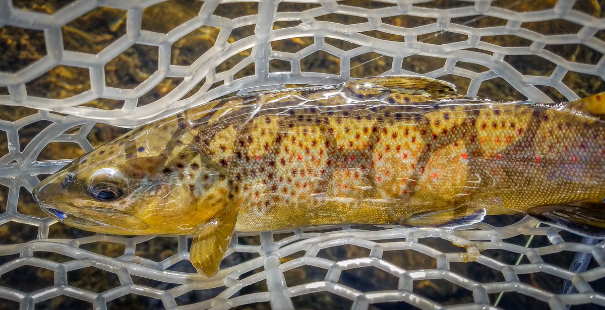 corylanders1's tweet photo. Back at it on the Big T in Estes Park.  Good morning landing fish on both an indicator rig and Euro nymphing.  You can read more about my day under the Fishing Report section of my blog at https://t.co/ooRw4qmlVM
#trout #flyfishing #colorado #estespark #bigthompson #browntrout https://t.co/jzg20TmQGi