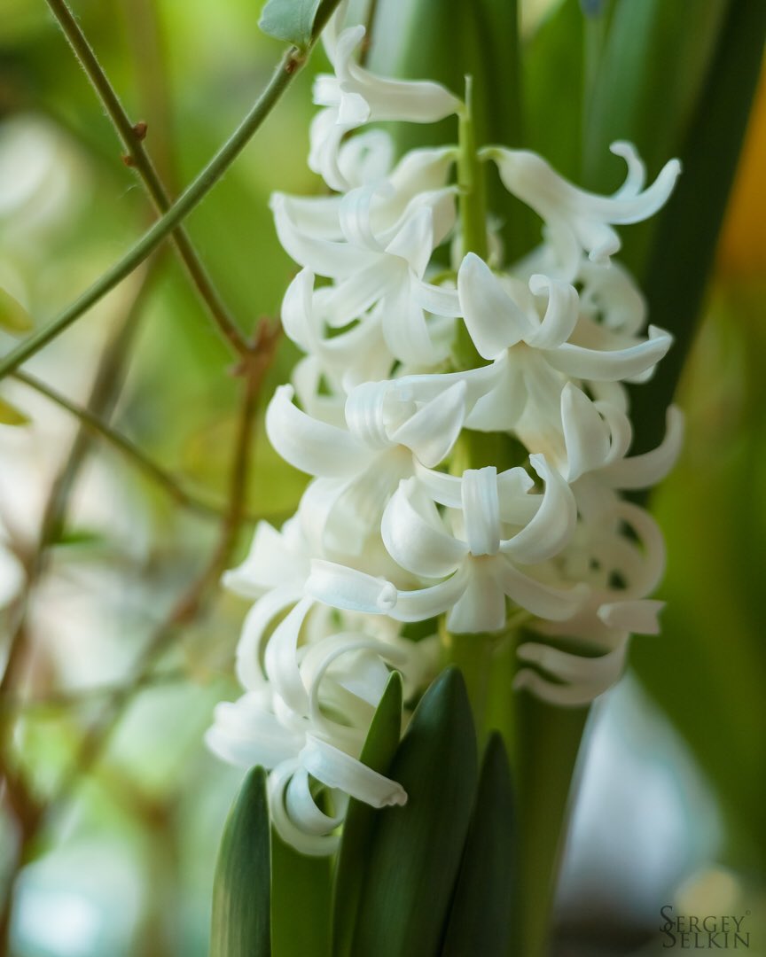 sersels's tweet photo. #гиацинт #цветы #синий #белый #весна #hyacinth #flowers #blue #white #spring #SonyA900 https://t.co/gL7t3Ds8GK