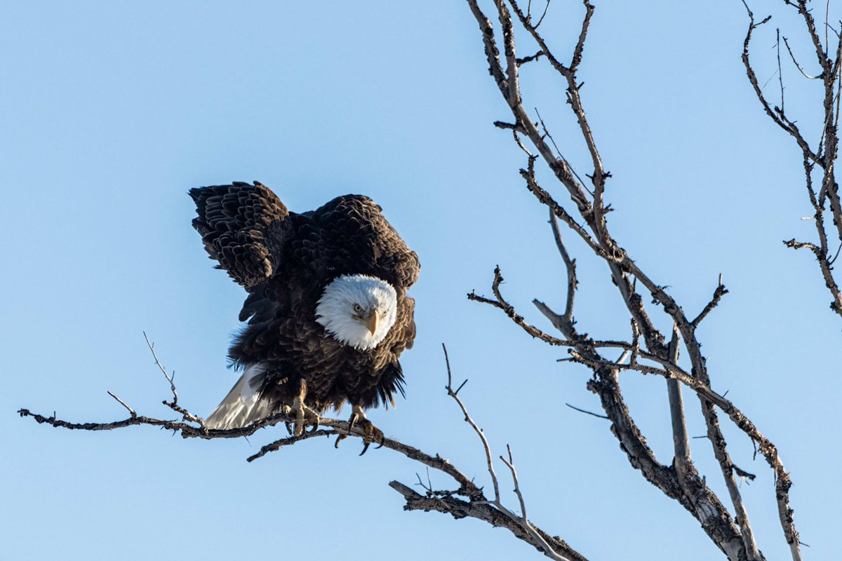 A bald eagle prepares to take flight at Rocky Mountain Arsenal. #eagle #baldeagle #cowx #Colorado #AuroraCO