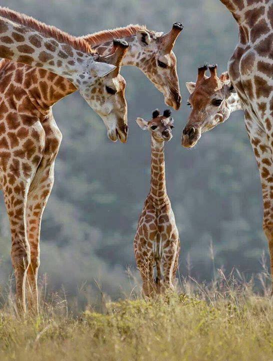 #BOSVELD #AKKOMMODASIE
Wild soos Koedoes Njalas Sebras Giraffes en vele meer wei by die #Vakansiehuise

Staproetes Uitkykposte Pieniek Plekke

#waterberge #limpopo
082 677 4227
leeupoortnaturereserve.co.za/Rates.html