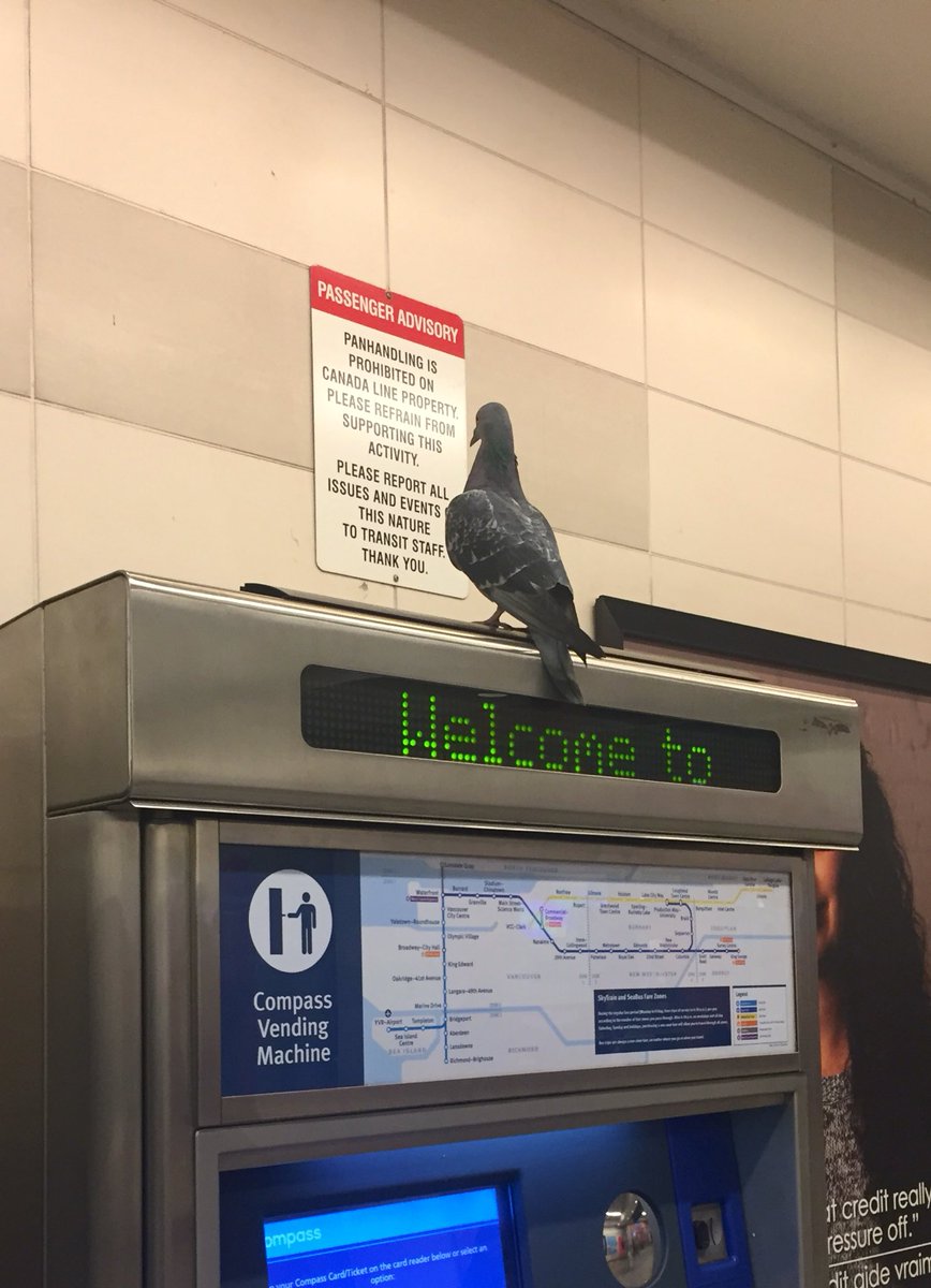 Choplogik's tweet image. my man out here carefully inspecting the laws regarding public bread procurement