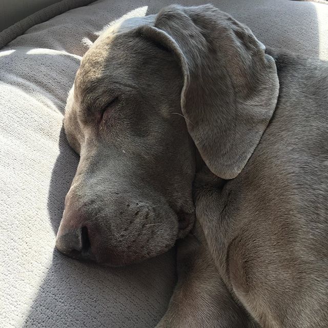 fatgirlchanging's tweet photo. My boy turns 9 this year. Reilly is the Best dog in the world. I wish everyone could experience the unconditional love of this dog. #weimaraner #weimsofinstagram #weimsofig #doglove #mybestfriend #weimmoments https://t.co/uyfHVNANA7