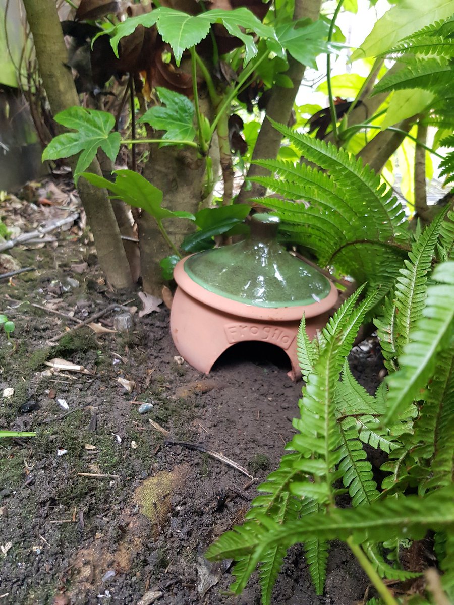 EmmDonald's tweet photo. @SoarMillSeeds Daisy's fab #frogilo 💗 @wildlifeworlduk residential suite is now up for rent at a suitable shady part of our garden &amp; close to a lovely outdoor garden pond what more could a local #frog or toad wish for - I'm sure there will be a queue to secure this property https://t.co/qr81foWJZg