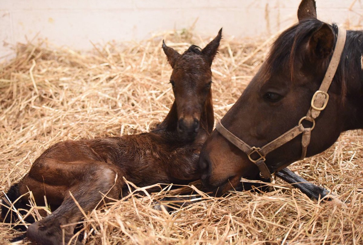 Lbctbpartners's tweet photo. We had a beautiful Colt by Commissioner out of Holy Ransom on St Patrick’s day. Holy Ransoms next stop. Mendelssohn. https://t.co/ZBPm7Am6tR
