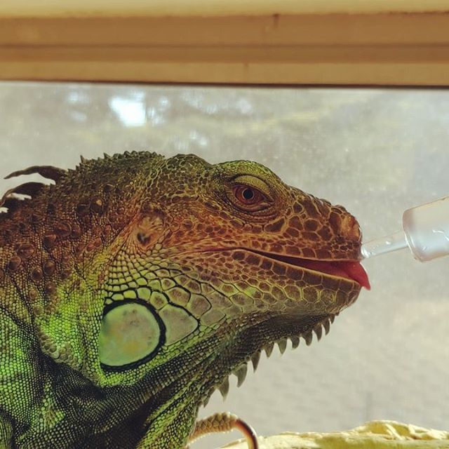 ChrisPrimeish's tweet image. ift.tt/2HrtchE Mornin' #Mlems with #Rupee the #greeniguana ❤️🦕🌊