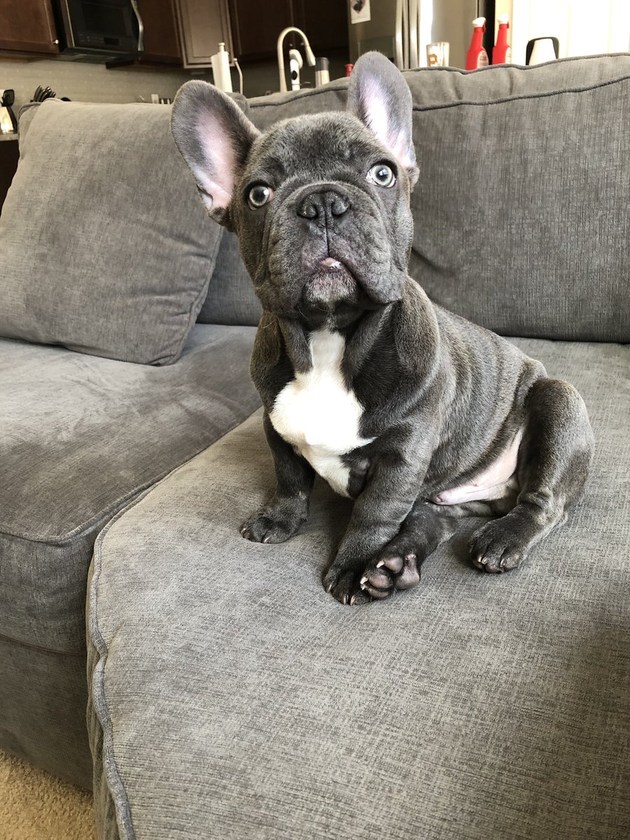 FrenchieBrutus's tweet photo. Little Poser.  #Frenchie #FrenchBulldog https://t.co/rCHSWXkQCR