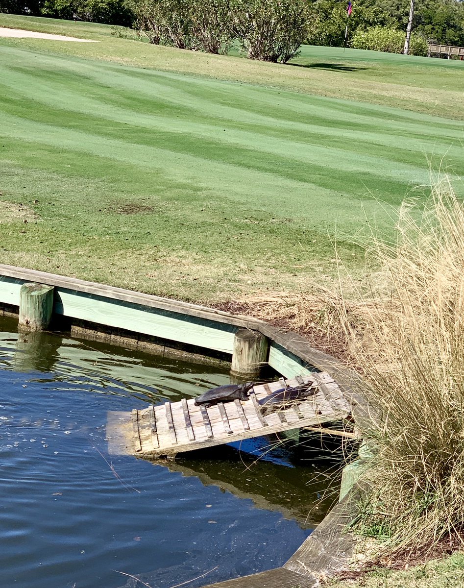ParkerFerren's tweet photo. @EdwinRoald Simple solution. @gcsaa @AudubonIntl #golfenvironment https://t.co/l8LVAnD01s