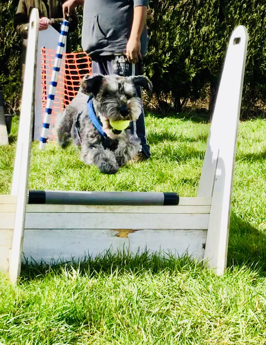 MFlyball's tweet photo. @MFlyball dogs training this morning. #happydogs #fitdogs #flyballdogs #AnyBreedCanDoIt https://t.co/kTfwd6347w https://t.co/1FFMiFx961