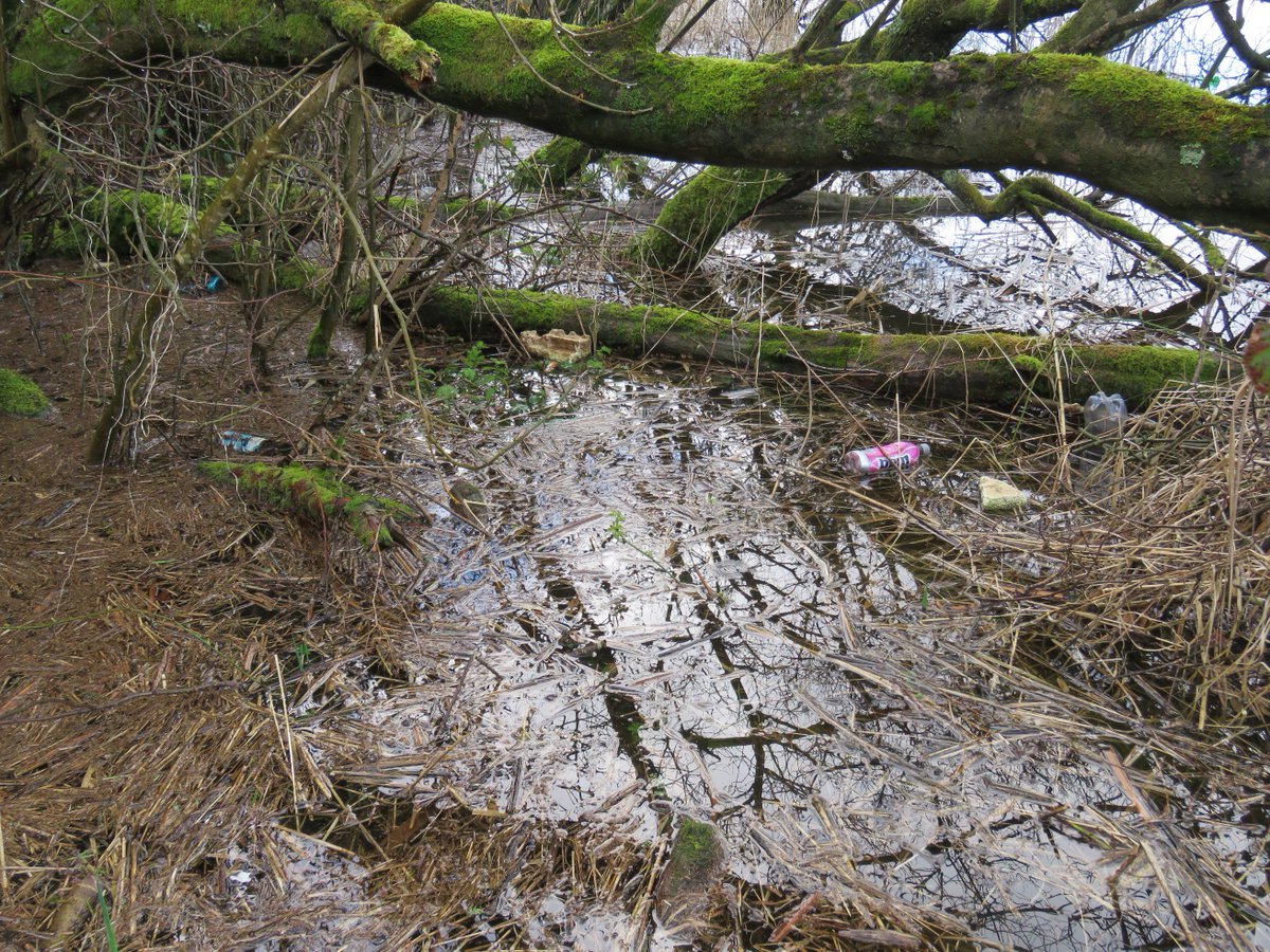 Donna Rainey tweet media