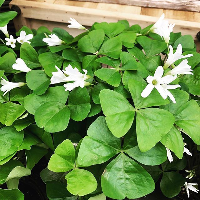 May the road rise to meet you... 🍀happy St. Patrick’s Day! #shamrocks #oxalis #lookingforafourleafclover #lauraclaredesign
