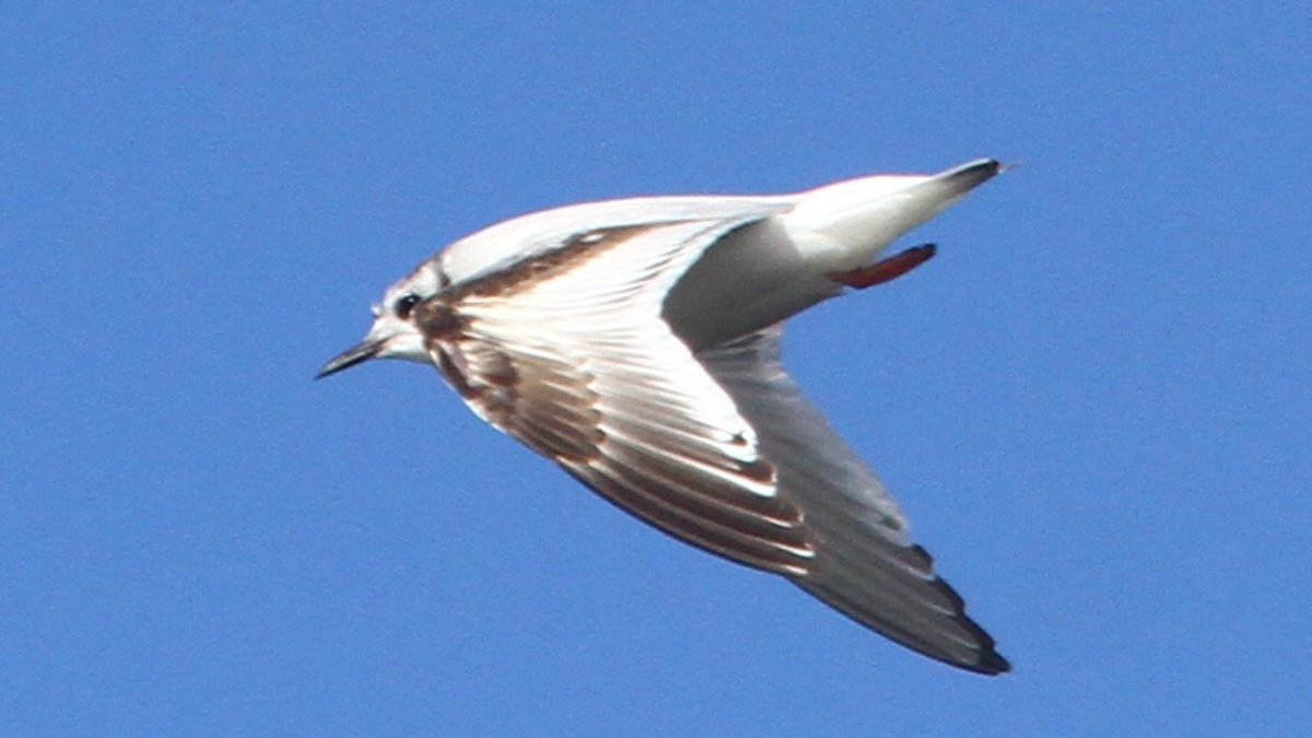 HughieKing's tweet photo. Today's 1w Little Gull, Dartmouth Park, Sandwell Valley W Mids. https://t.co/6jxwetvqpk