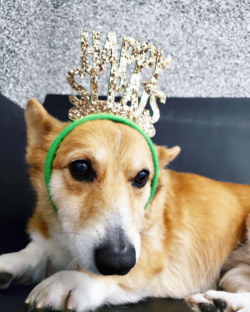 PawCommons's tweet image. Happy St. Patrick’s Day! 🌈 💚
.⠀⠀
.⠀⠀
. How will you and your pup celebrate?
.⠀⠀
.⠀⠀
.⠀⠀
.⠀⠀
#dog #dogs #doggydaycare #sandiego #baypark #hillcrest #encinitas #gilbert #california #cali #arizona #kissmypaws #pawcommons #sunday #corgi #stpatricksday