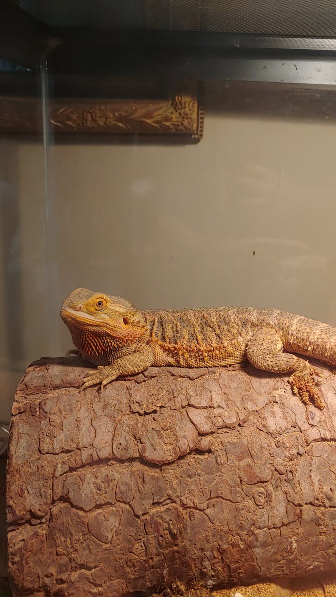 gabcas210's tweet photo. My diva beardie https://t.co/95JMbkF7Xi