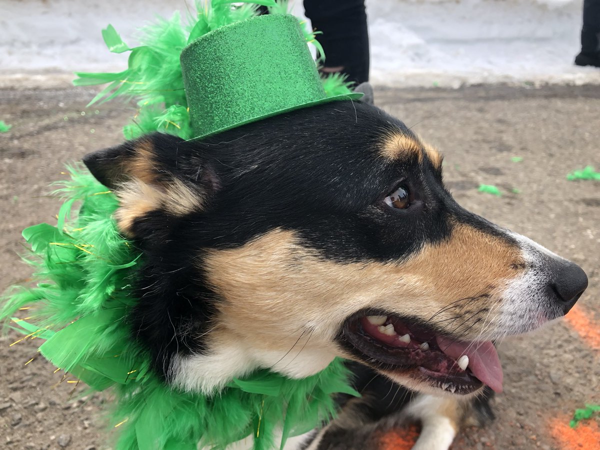 10 minutes until parade time and Diamond the Irish corgi is stunnin’. 💎 🍀💎