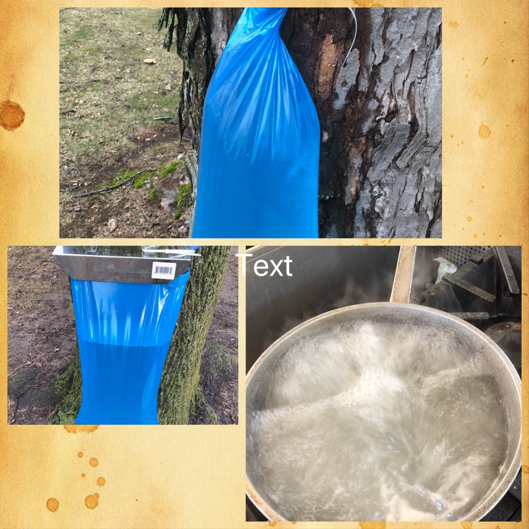 cathy_cathy3674's tweet photo. Chef Patrick saw maple trees here at IHM and was given the go ahead to make maple syrup!! He almost has enough to offer maple syrup at our Sunday brunch!! Way to go Patrick with honoring and adhering to IHM sustainability! https://t.co/zLZloaU9J0