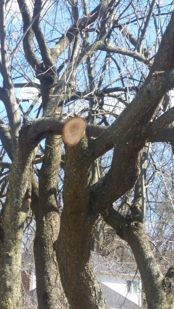 JonathanEvanow1's tweet photo. Have a broken tree branch that is ruining the beauty of your property? Jon's Yard Care now offers small to midsized tree trimming! https://t.co/TuqKGVcAb0