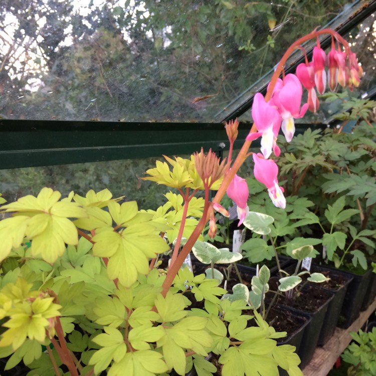 LEWISPLANTS's tweet photo. Pretty in pink, Dicentra spectabilis Goldheart can steal my heart anytime!! #ngs #ngsdevon #lewis... via @gardentags https://t.co/nCZhvPuJsh