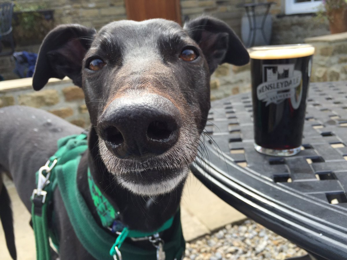 ilkleymax's tweet photo. Happy St Patrick’s Day to all my fellow Irish hounds. I’ve been mainly sleeping but here’s my best Irish face https://t.co/cgCQeImWAR