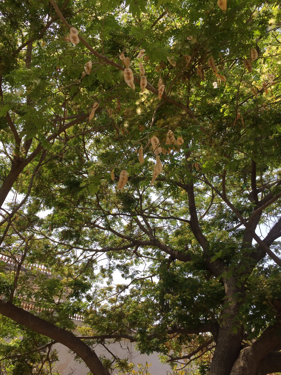 Natasha Ramarathnam tweet media