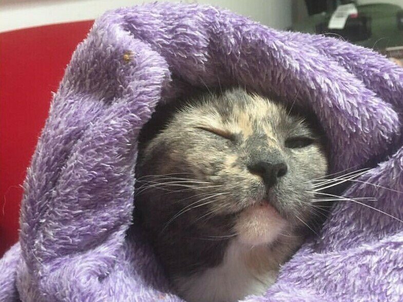t_imagenes's tweet photo. Cats #47 https://t.co/GNBLGNfnR3 vía @taringa https://t.co/lxkuJSXjlb