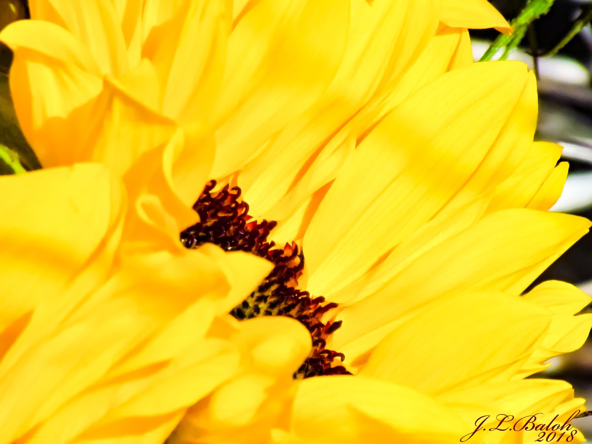 AbstractBodyArt's tweet photo. #Sunflower #Floral #Photography #Art #Photo 2018. #Follow me on #Twitter, #Instagram, #Facebook & #YouTube #AbstractBodyArt #IFollowback. ThankYou. https://t.co/xdlyNqDzT2