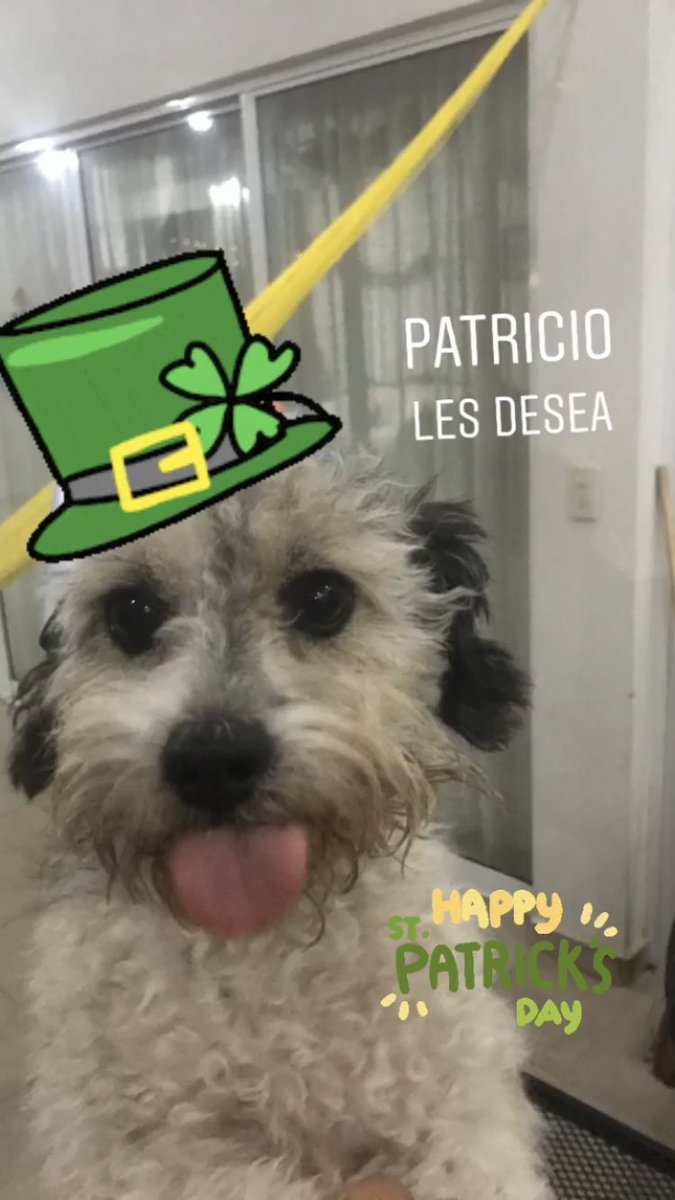 Amores_Perros_I's tweet photo. Happy #sanpatrickday https://t.co/9UV82Eugze