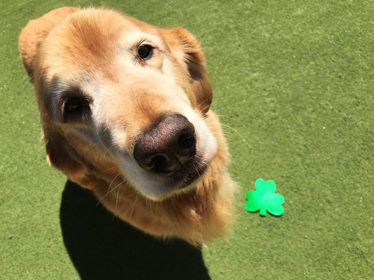 petparadiseATL's tweet photo. Happy St. Patrick’s Day from all of us in paradise!! 🍀 #StPatricksDay https://t.co/cwbtYDmTSJ