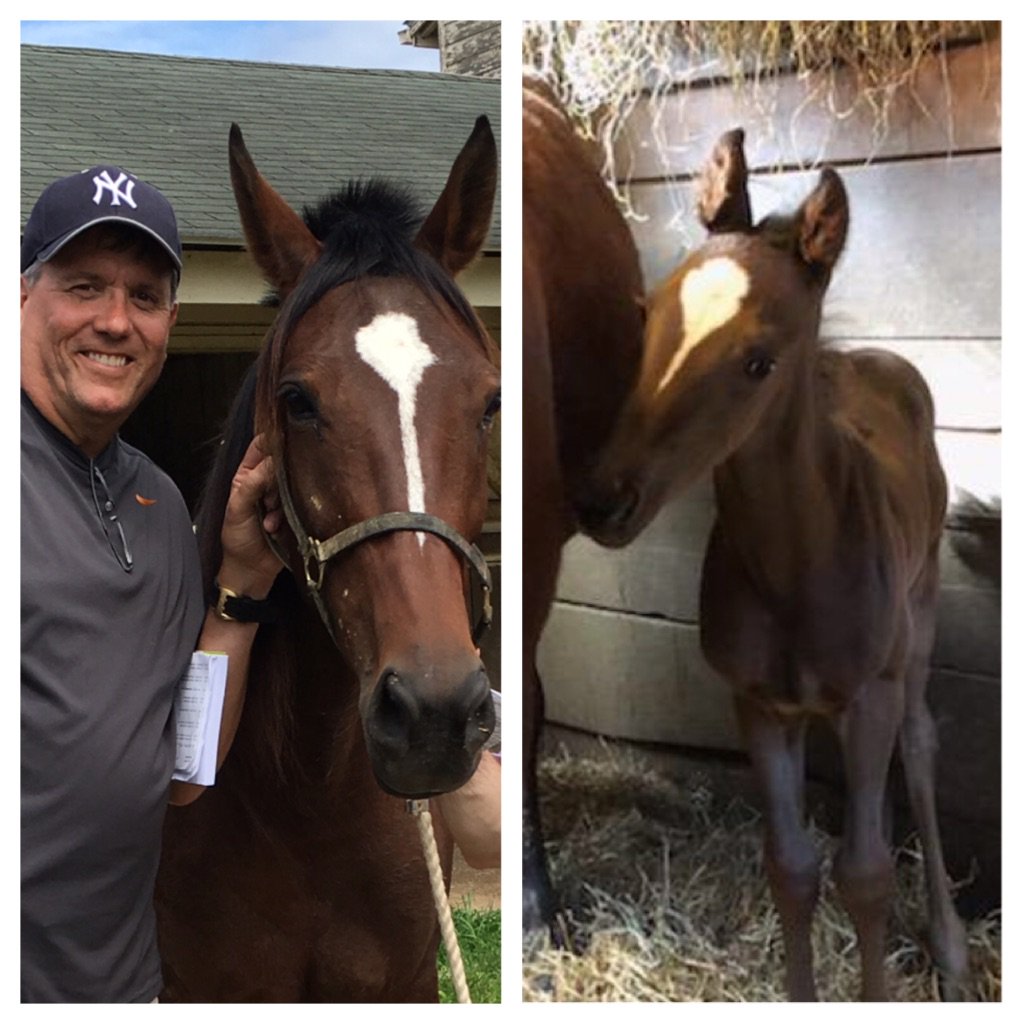 Like mother, like son! Sassa Hanover had a Colt by Sweet Lou.