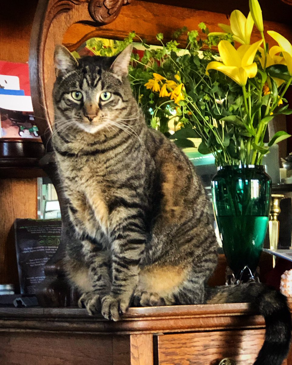 BillShields10's tweet photo. | 2019 |
Where’s the Corned Beef?
Have you ever tried to pose a cat
On Saint Patrick’s Day?
Waldo’s imitation of a Dog #cat #saint_patrick #maryland #photography #bshields #photo #pic #picture #art #colorphotography #color #travel #instagood #instalike #tbt #picoftheday https://t.co/bWCLndJUES