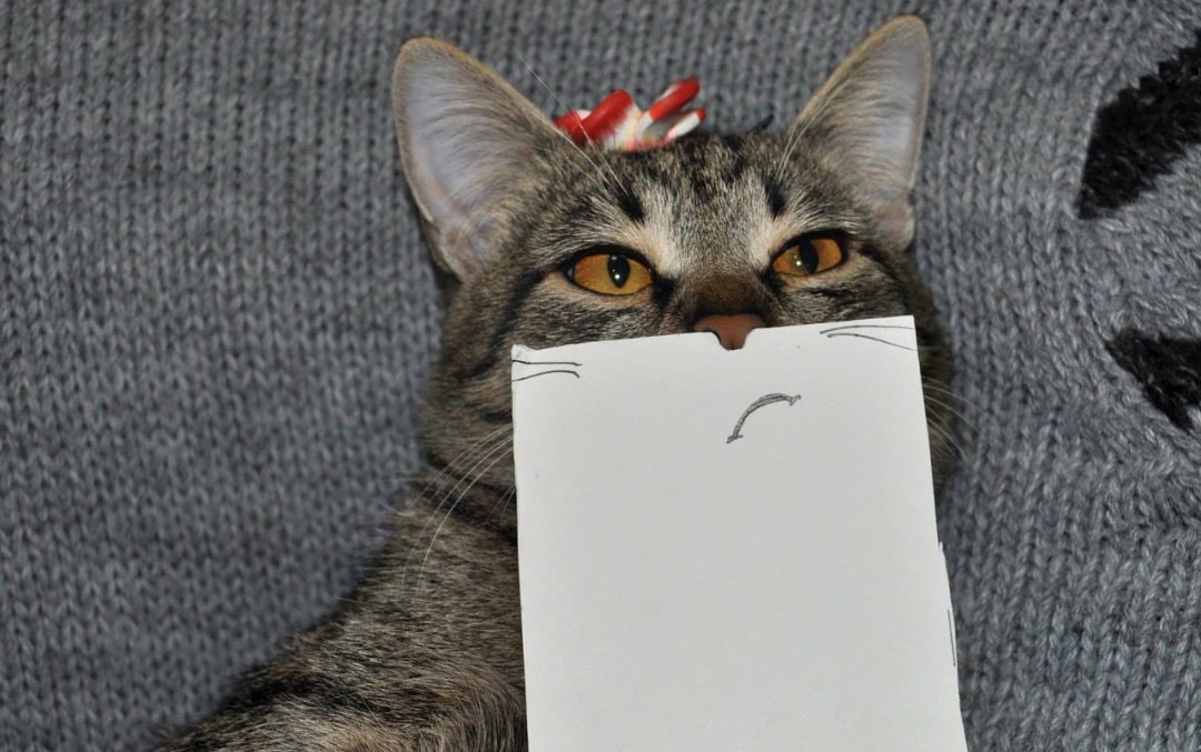 Веселый котик. Отправить смешную картинку. Веселая собака. Смешное животное. Приколы с котами.