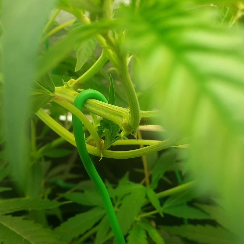 StickyFingrs's tweet photo. #growyourown #cannabis #Canada #t5ho #noexcuses #weed #gardening #420life https://t.co/bESvitSJkC