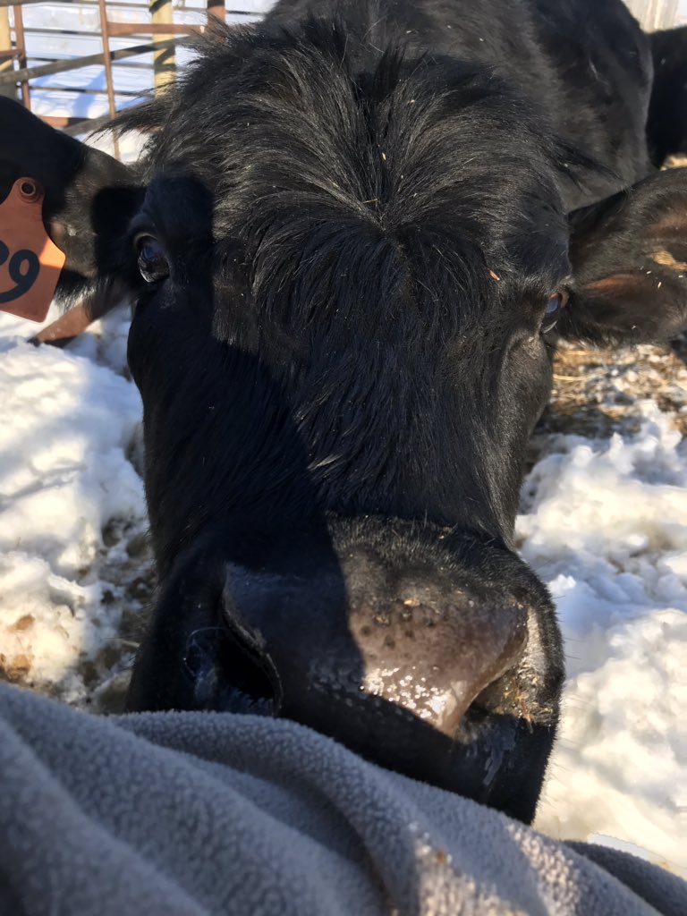 Annette33783991's tweet photo. Don’t know why cows find me delicious!! #cowslick #ranchlife https://t.co/DX8nVzv9cL