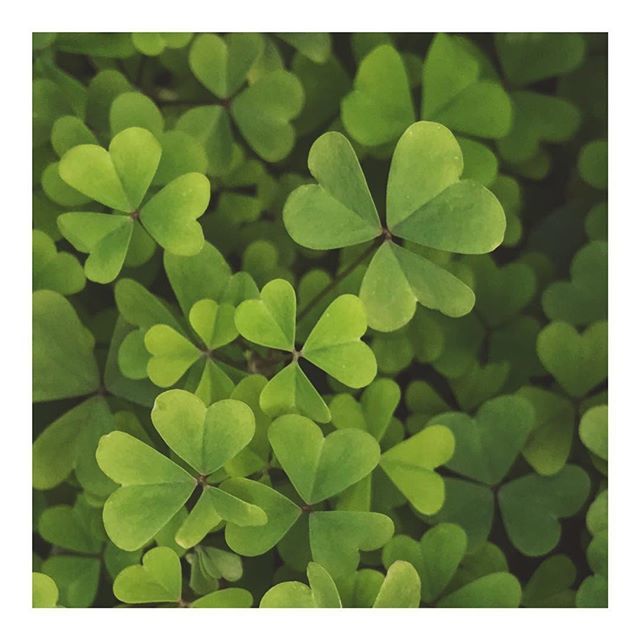 MadebyAnulka's tweet photo. Happy St.Patrick’s Day ☘️ #green #shamrock #shamrocks #plant #greencolor #colour #colours #irish #dublin #ireland #nature #stpatricksday #stpatricks https://t.co/L6oi3LzLgJ https://t.co/xlrn3rMkbP