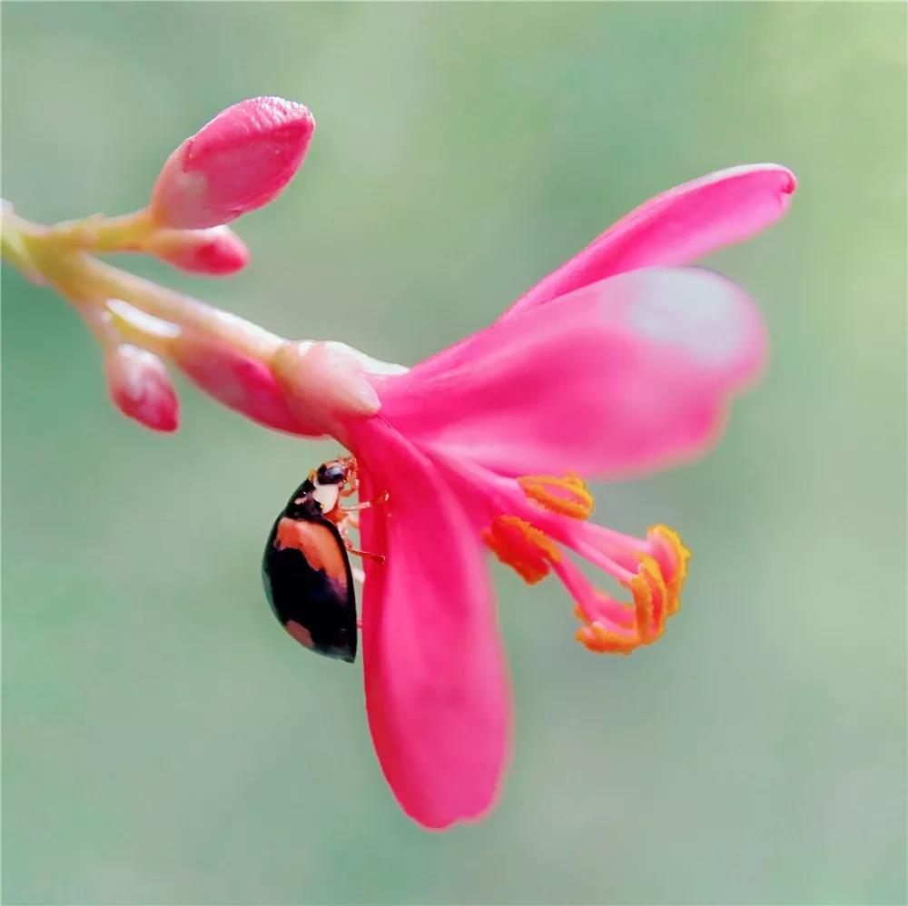 Tanlaphoto's tweet photo. A #Beetle and #flowers.
Pic by fans with the #HDMacroLens.
https://t.co/2HSQrT4JYR
#flower #flowerphotography #snailphotography
#iPhoneXSMAX #iPhoneXS #iPhoneX #iPhoneXR #iPhone8Plus
#iPhoneography #iPhonePhoto #iPhonePhotography
#Macro #MacroLens #MacroPhotography #makro https://t.co/R5PzlnNYjF