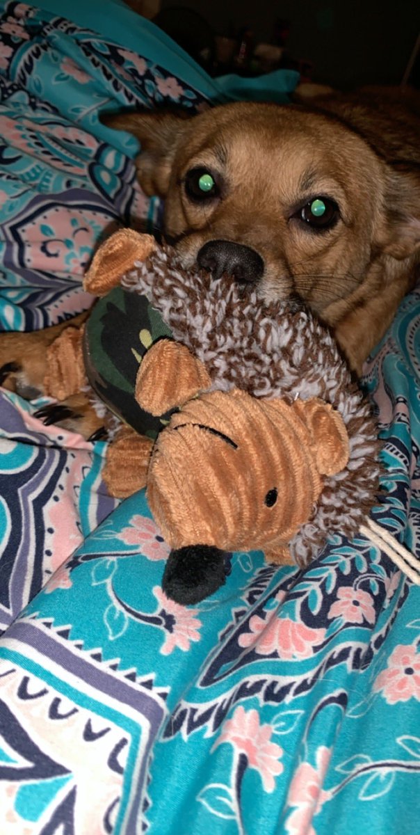 Haley_Brooks667's tweet photo. @702Austin Foxy (first and last) and Charlie (2nd and 3rd) https://t.co/j2M9xBGkgA