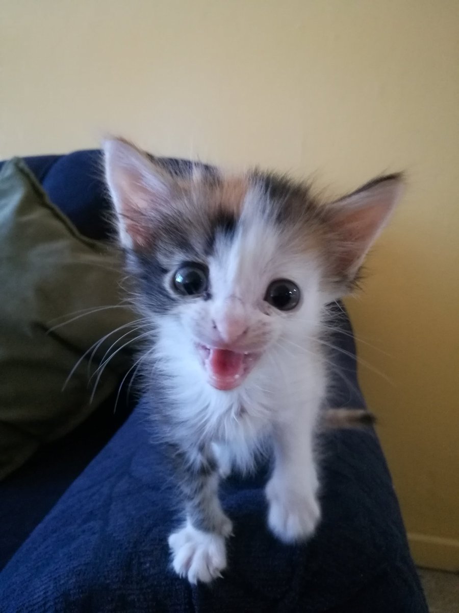 Roybinho🥋🏃🏾‍♂️🕹 tweet media