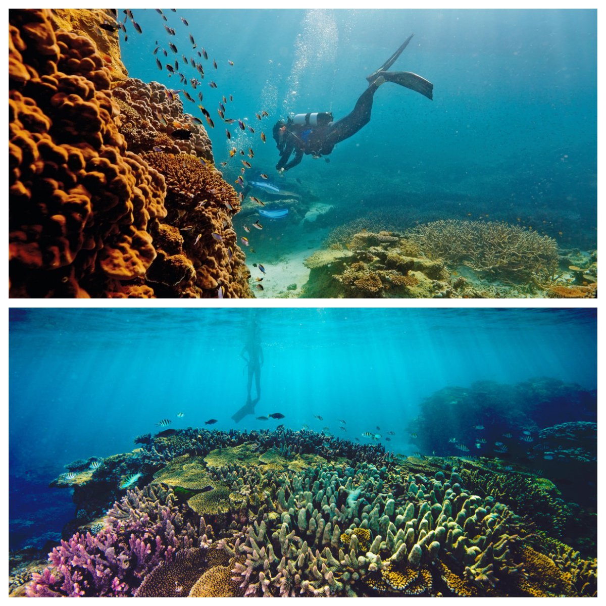 I wanted to see the Great Barrier Reef since I was 5! And my dream finally came true!! Just look at this beauty. I’ve tried diving in many parts of the world, in Egypt, Italy and Mexico but here… It’s just beyond any description.