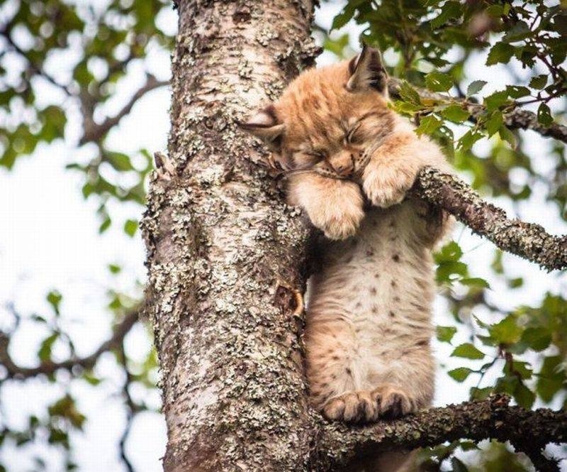 Маленькая рысь залезла на дерево и мило уснула 😊
