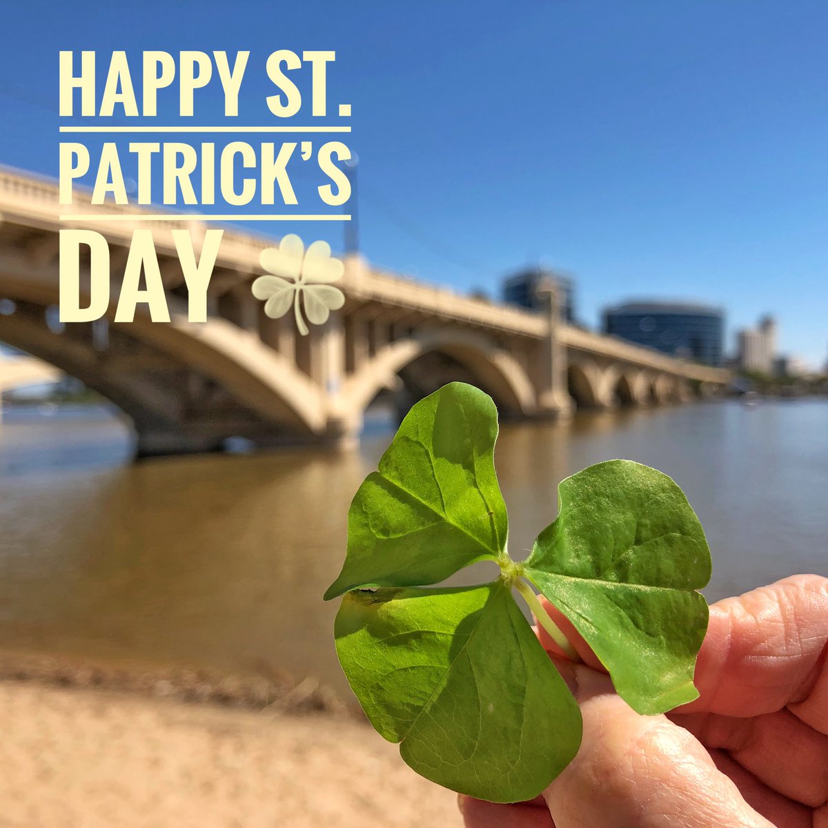 Hope you find one with four leaves. #HappyStPatricksDay2019 #tempeaz #millave #tempeaz