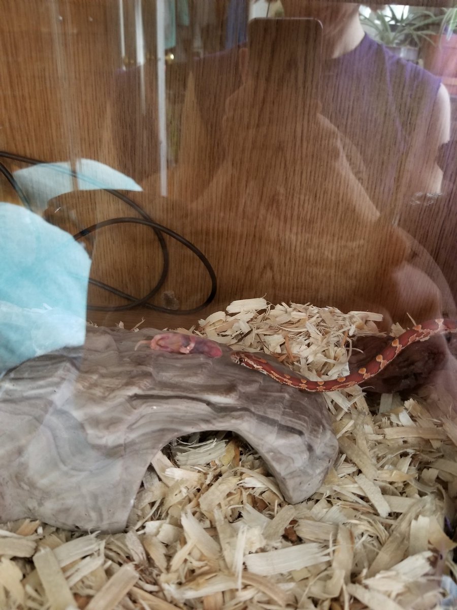 yrioona's tweet image. wow nature is fucked up #snakemom