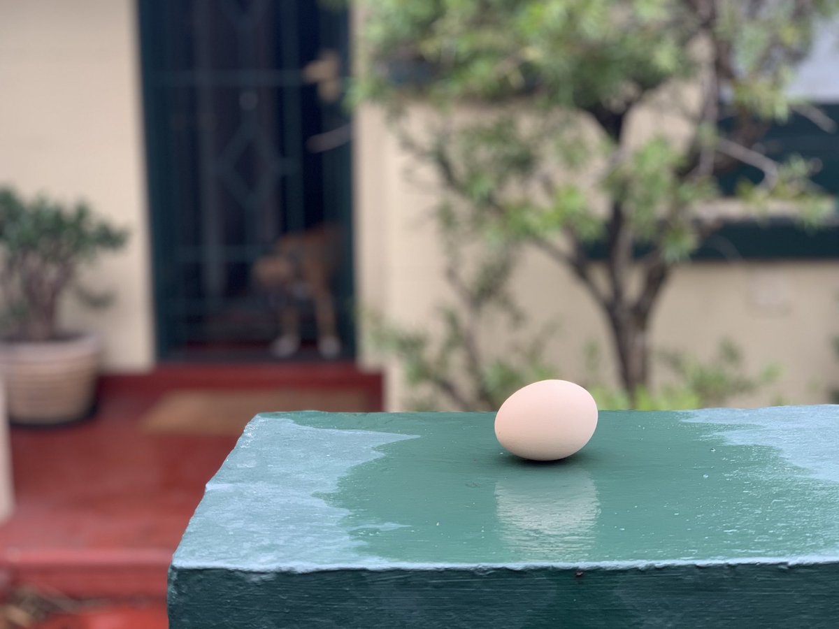 #putoutyouregg #eggboy