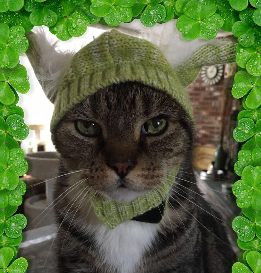 CatJunction's tweet photo. Happy St. Patrick’s Day Everyone 🍀! Hope you find a pot of gold at the end of a rainbow 🌈! #StPaddysDay #HappyStPatricksDay https://t.co/XH2gPGkpi2