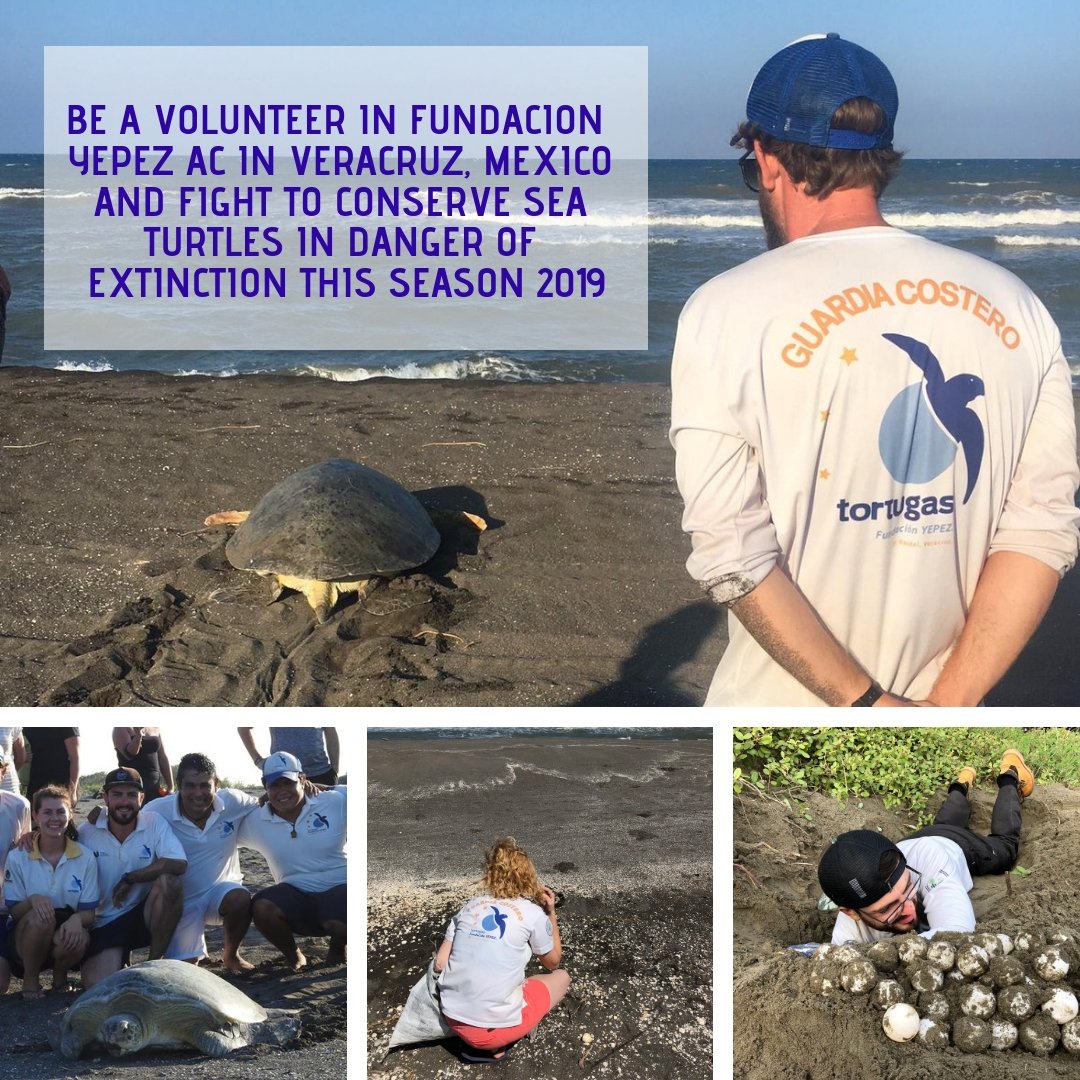 Be a volunteer and fight to conserve sea turtles in danger of extinction #volunteers #volunteermexico  #internationalvolunteer #environment #veracruz #mexico #conservation #turtles #fundacionyepez #seaturtles #oceans #animals