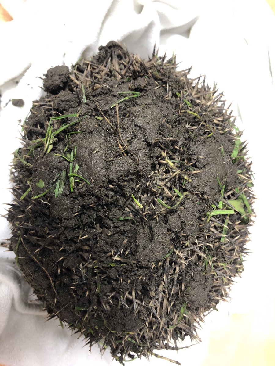 This adult hedgehog was admitted last night after an encounter with an American Akita..after cleaning all the mud off him we found he has puncture wounds, wounds cleaned..need a name for him, any ideas anyone?