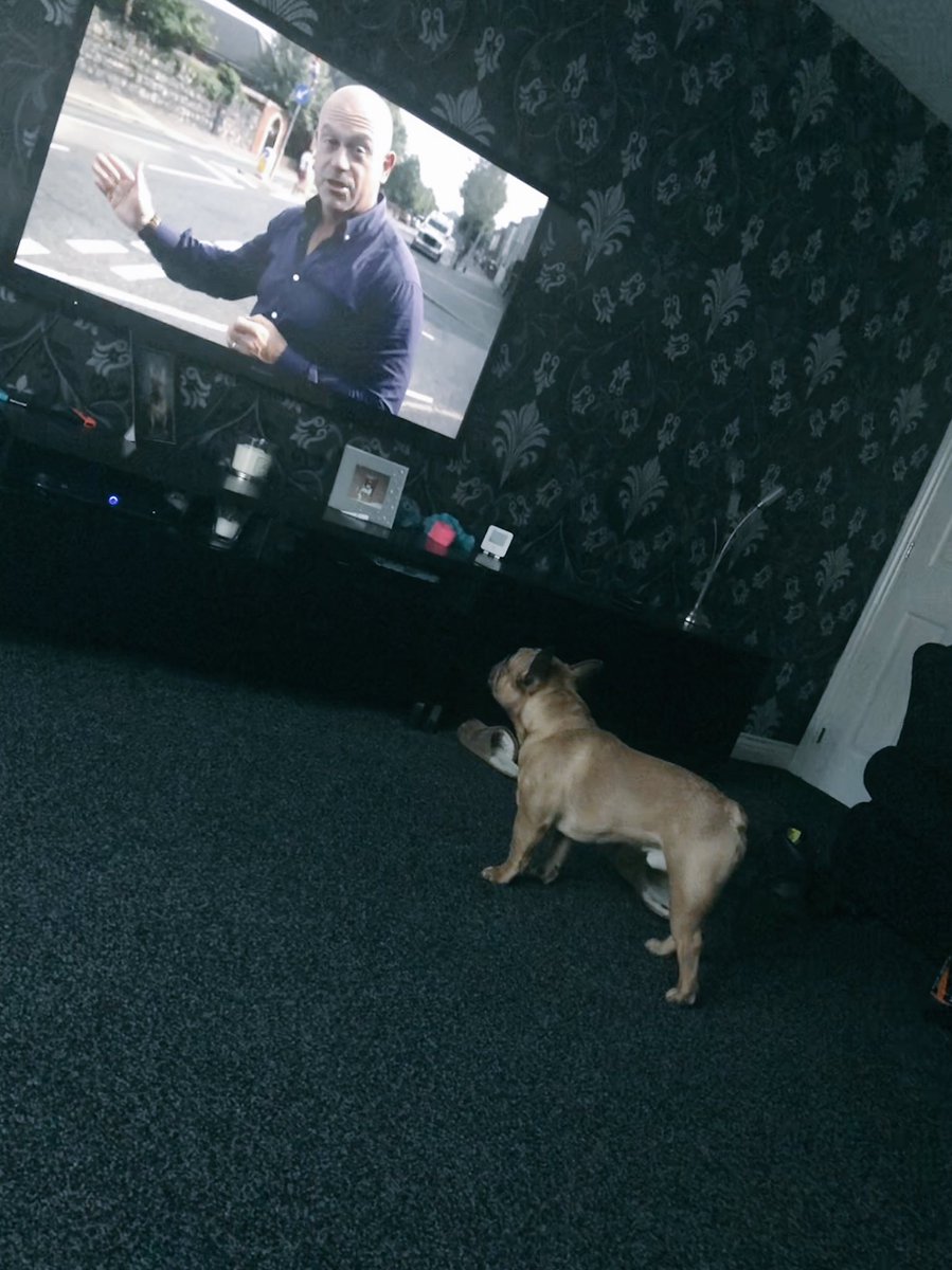 leanneyoung2530's tweet photo. Watching some old episodes of @RossKemp earlier and my wee dogs glued!! #RossKemp #Extremeworld 💙🐶 https://t.co/Exo9PYUQ3j