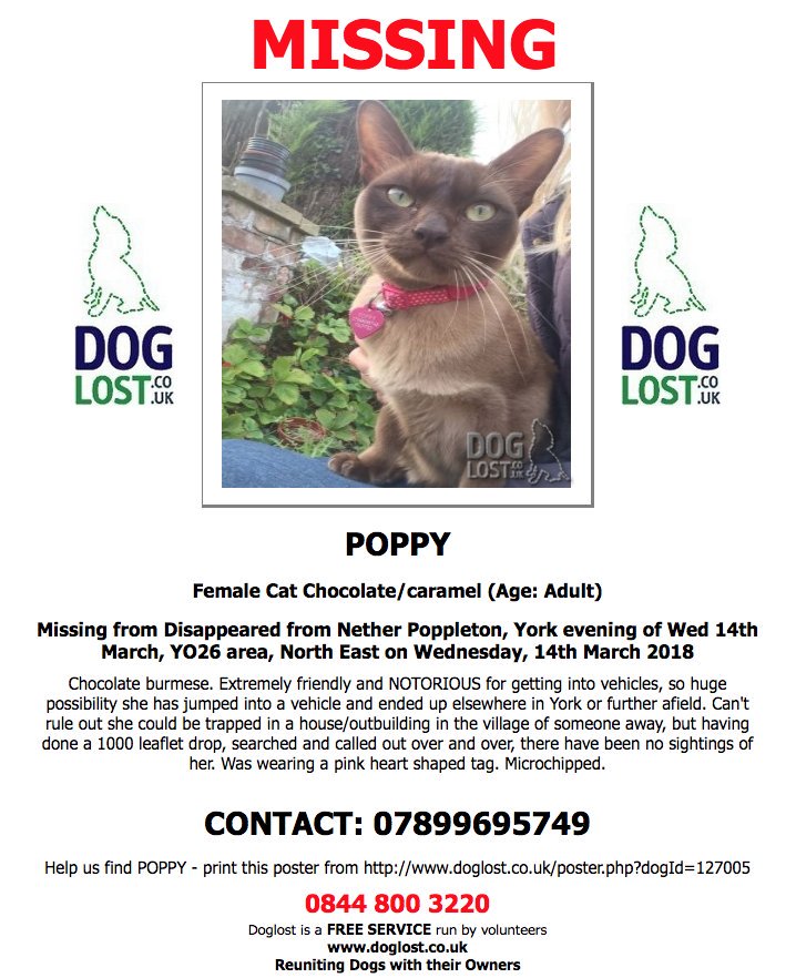 TweetYorkshire's tweet photo. "@CatsMissing" STILL MISSING #FindOurPoppy Female #Cat Vanished 14/3/18 #NetherPoppleton #York #YO26
Chocolate/Caramel-Caramel Body Dark Face &amp; Paws
Was Wearing Collar+Pink Heart♥Shaped Tag
Spayed … https://t.co/tOrTCehsI9 https://t.co/1vi7SvpWU1 https://t.co/jxT4AXEGZQ