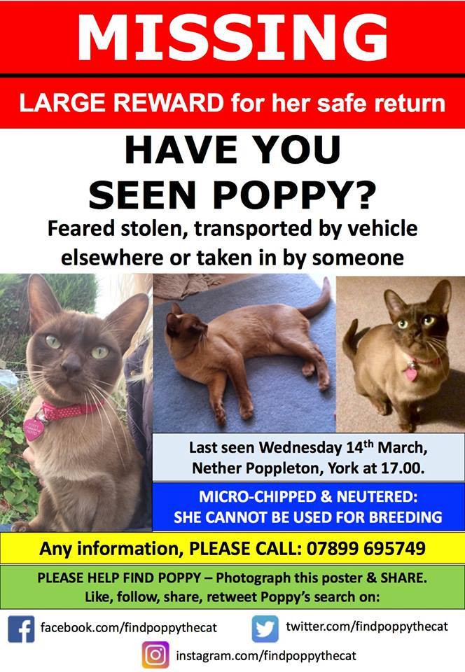 TweetYorkshire's tweet photo. "@CatsMissing" STILL MISSING #FindOurPoppy Female #Cat Vanished 14/3/18 #NetherPoppleton #York #YO26
Chocolate/Caramel-Caramel Body Dark Face &amp; Paws
Was Wearing Collar+Pink Heart♥Shaped Tag
Spayed … https://t.co/tOrTCehsI9 https://t.co/1vi7SvpWU1 https://t.co/jxT4AXEGZQ