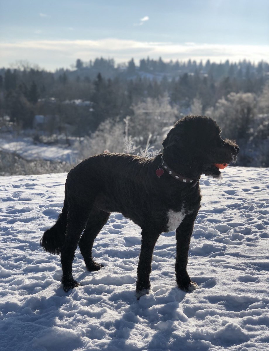 thedjkav's tweet photo. Please hold mar 23 in your calendar for @Colabutt 🐾🐾 working on something special 
#ColaStrong ❤️🐾 https://t.co/cXZFwa1ZxT